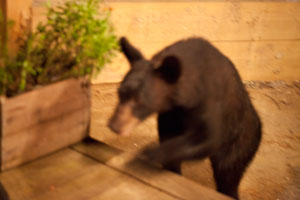 Black Bear Coming Up On Deck