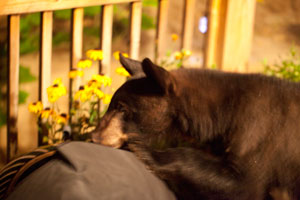 Black Bear Eating Grill