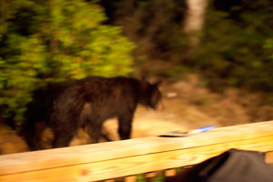 Black Bear In Yard