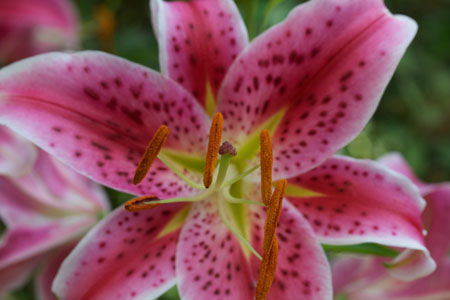 Stargazer Lily f/13