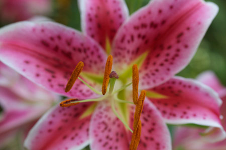 Stargazer Lily f/8