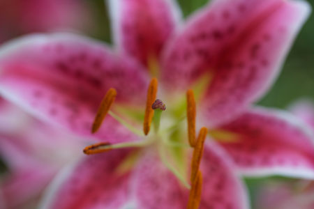 Stargazer Lily f/2.8