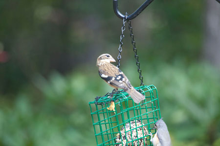 Rose-Breasted Grosbeak (female)