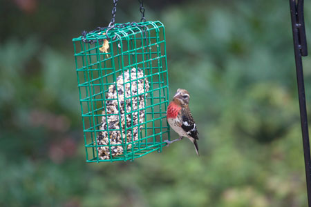 Rose-Breasted Grosbeak (male)