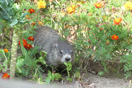 Woodchuck emerging through bushes