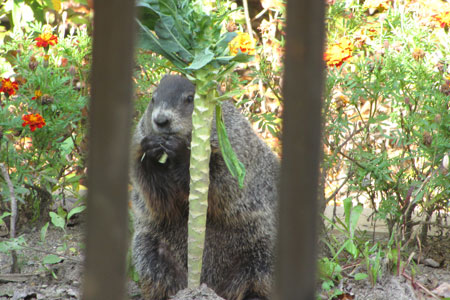 Woodchuck eating stalk