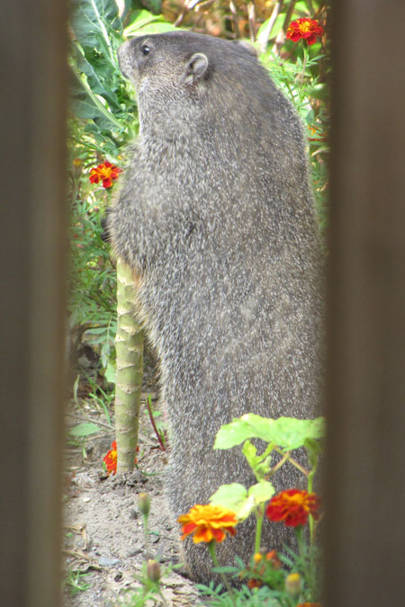Woodchuck Eating Cauliflower