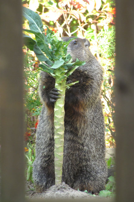 Woodchuck Eating Cauliflower