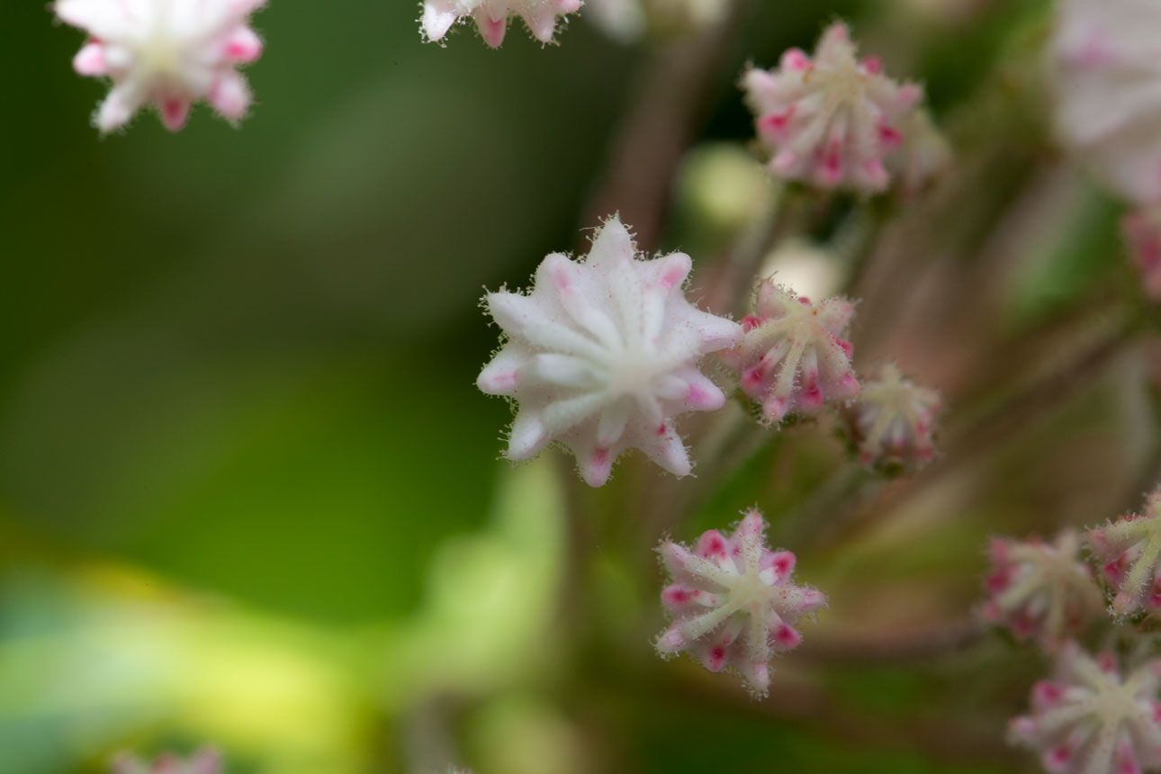 Mountain-laurel flower buds