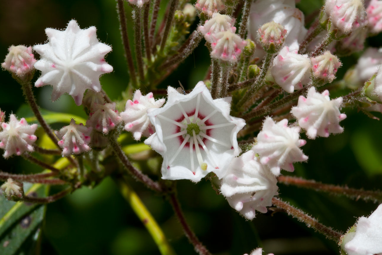 Mountain-laurel flower blooms