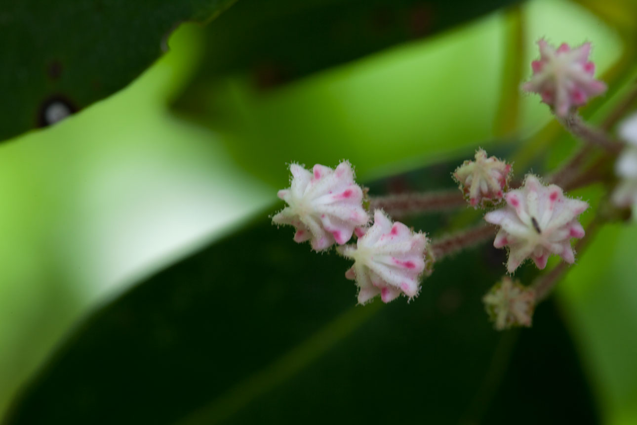 Mountain-laurel flower buds