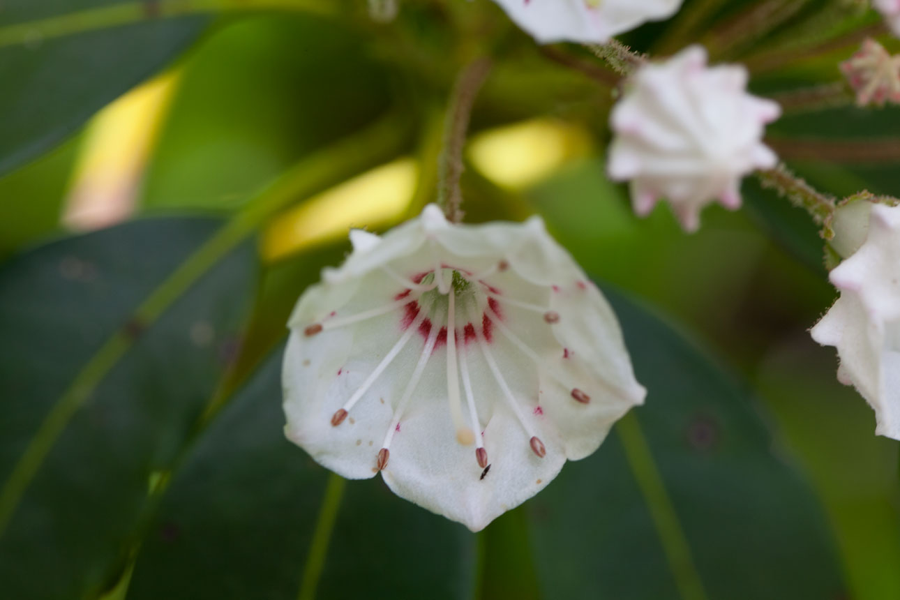 Mountain-laurel flower blooms