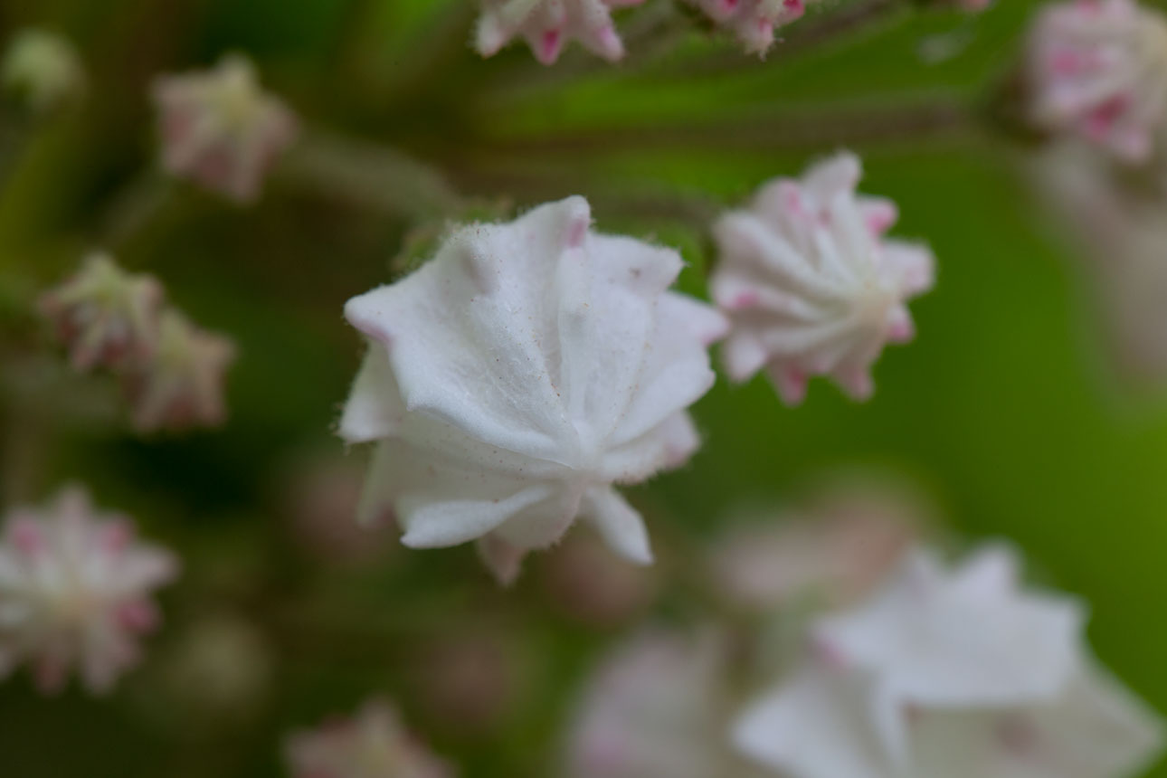 Mountain-laurel flower buds